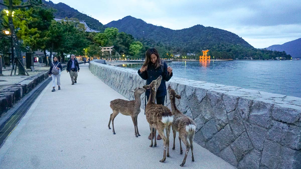 Deers in Miyajima - Kansai Hiroshima JR Pass Japan Budget Itinerary