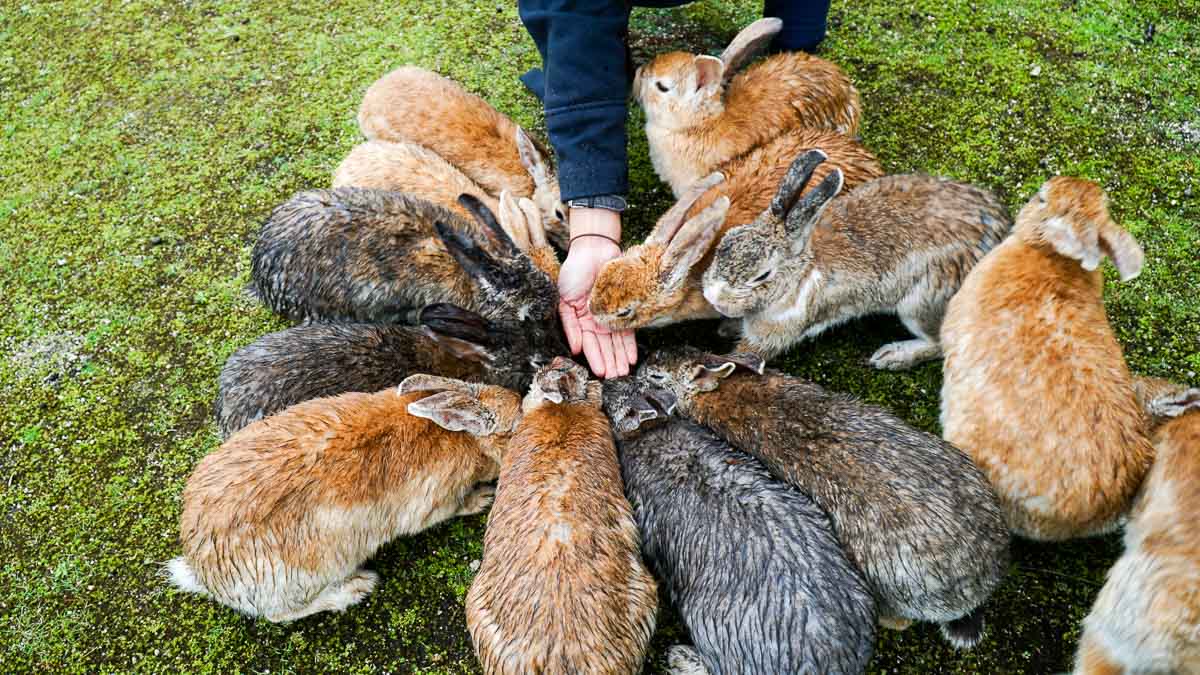 Feeding rabbits on Okunoshima island - Kansai Hiroshima JR Pass Japan Budget Itinerary