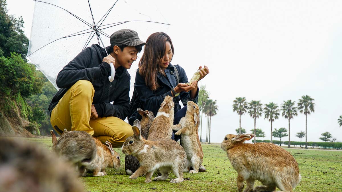 Rabbits in Okunoshima - Travelling Around Japan
