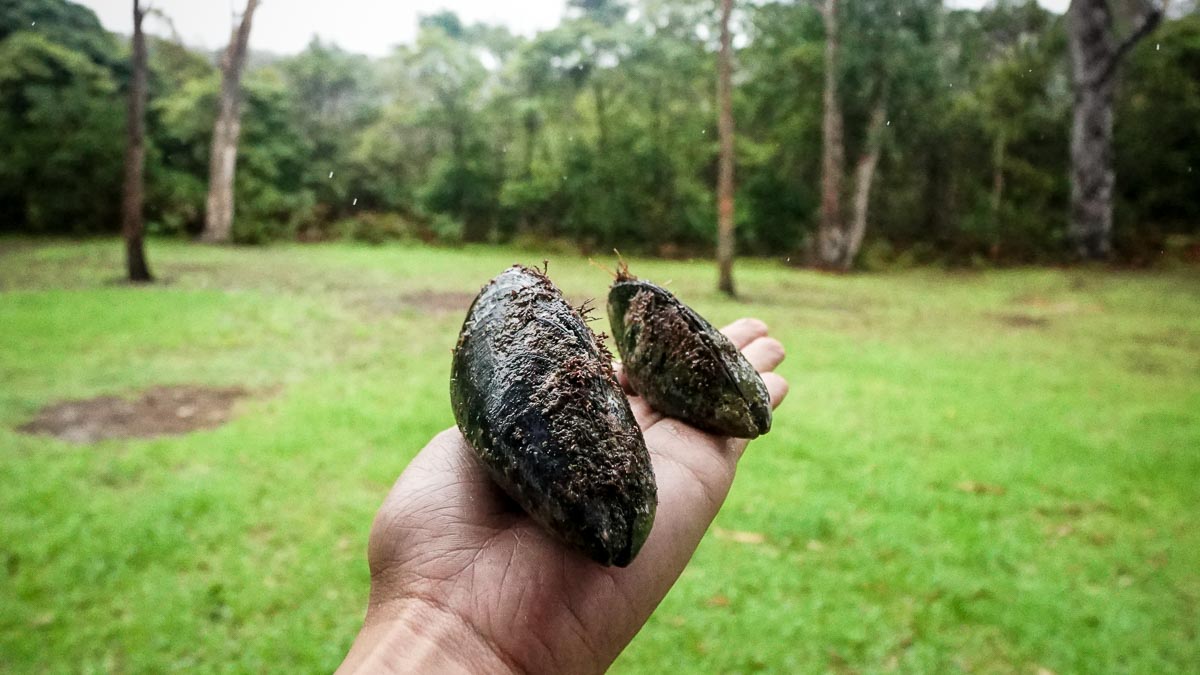 Fresh caught Mussels - Ocean to Plate Experience