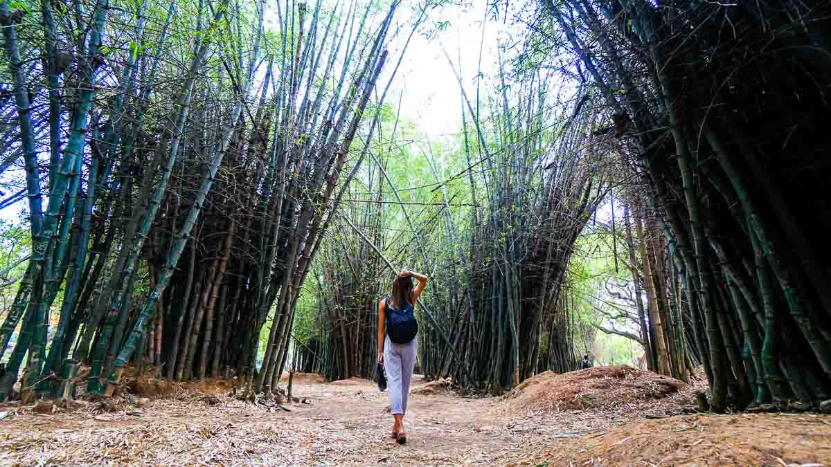 Taking a walk in Bangalore's Cubon Park - First Timers guide in India