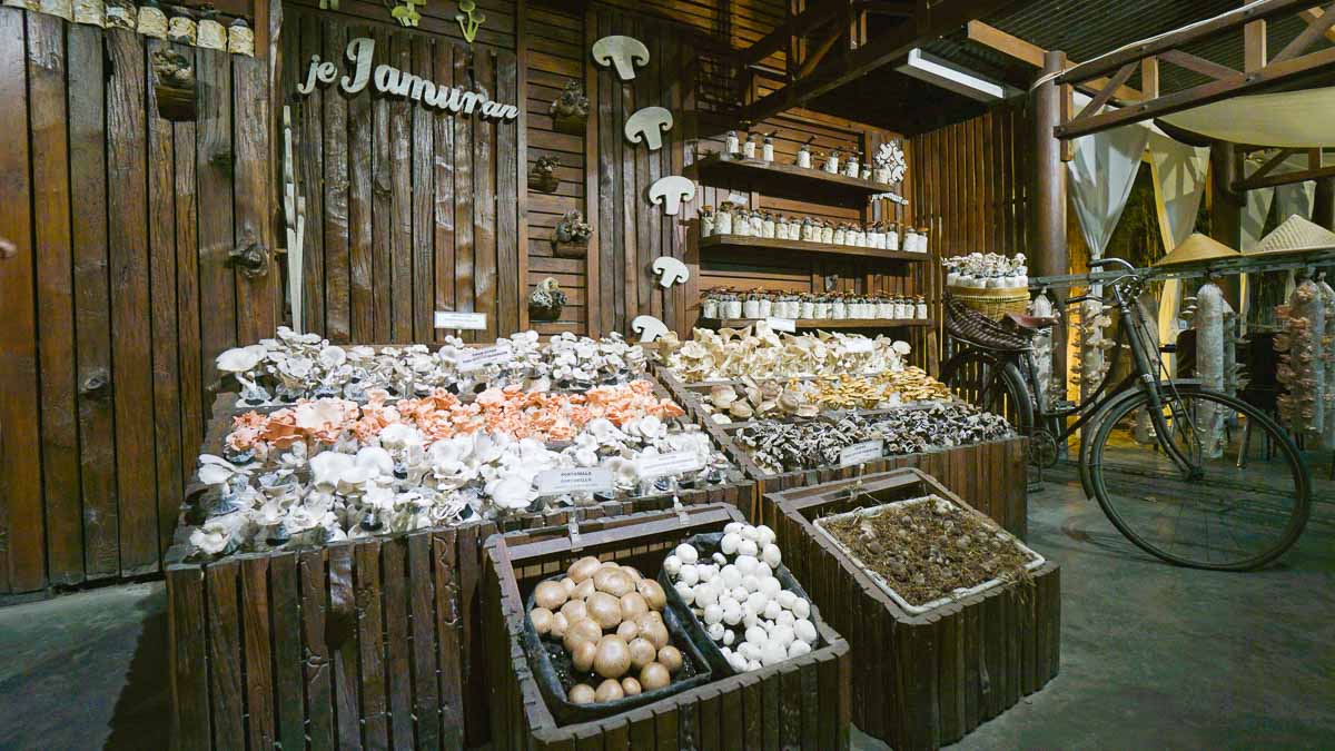Jejamuran Mushrooms - Yogyakarta Itinerary-1