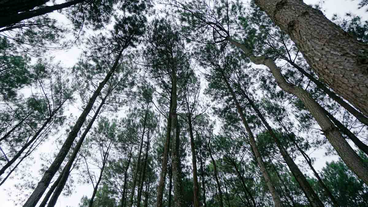 Pinus Pengger - Photo spots in Yogyakarta