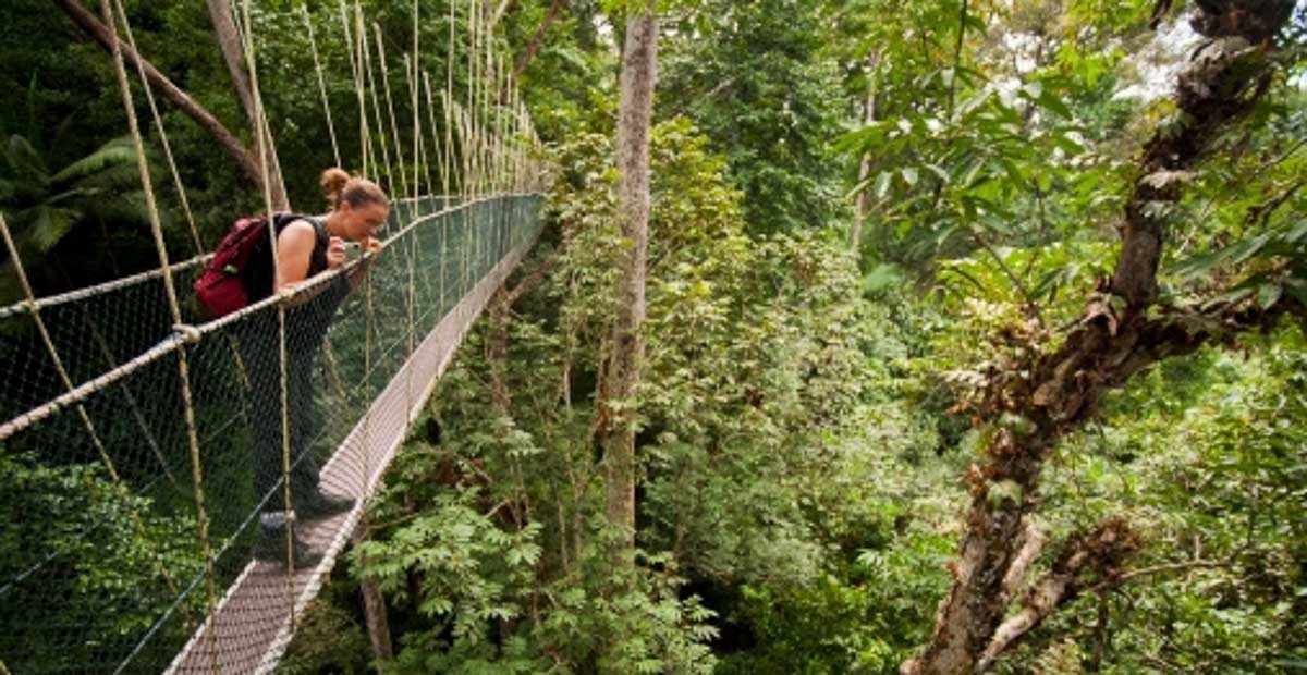Penang National Park Canopy Walkway - Best Kept Secrets of Penang
