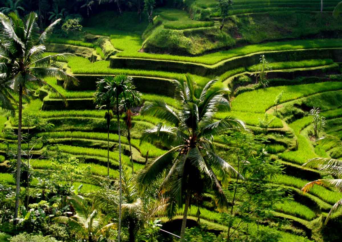 Tegalalang Rice Terraces - Bali - Indonesia