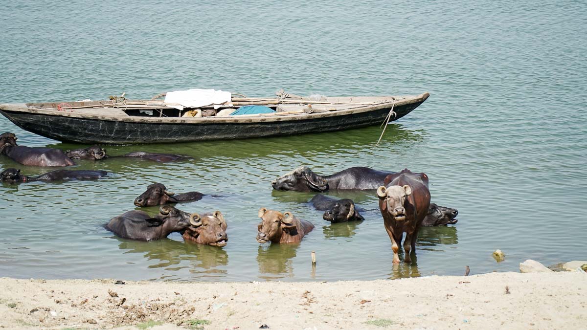  Buffles de Varanasi dans la rivière Ganga - Itinéraire d'une semaine en Inde 