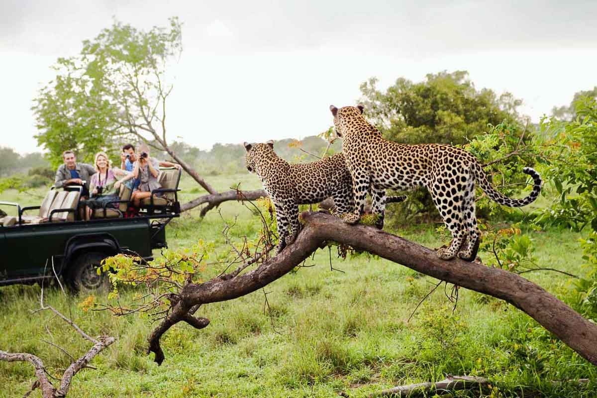 Cheetah in Kruger - 10 Trips for Digital Detox