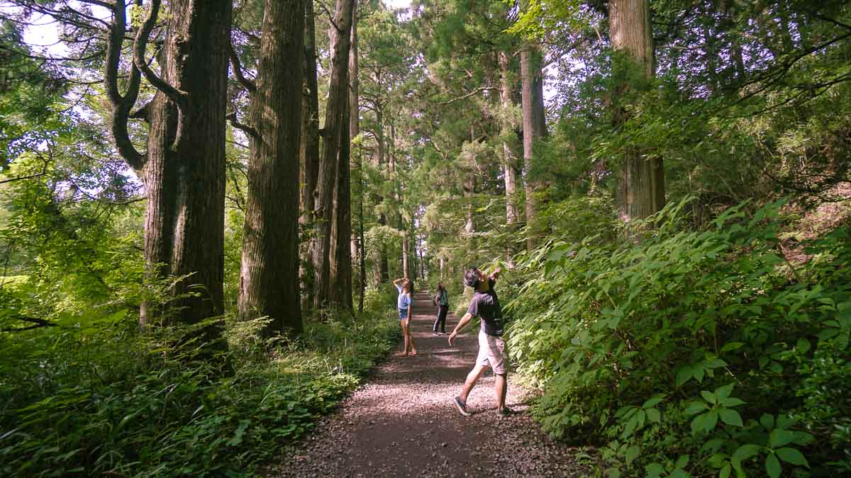 Hakone Cedar Avenue - Top 10 Places to Visit in Hakone