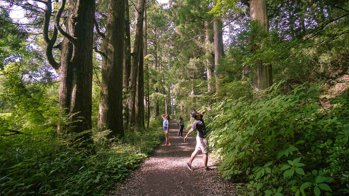 Hakone Cedar Avenue - JR Pass Japan Budget Guide (Tokyo to Osaka)