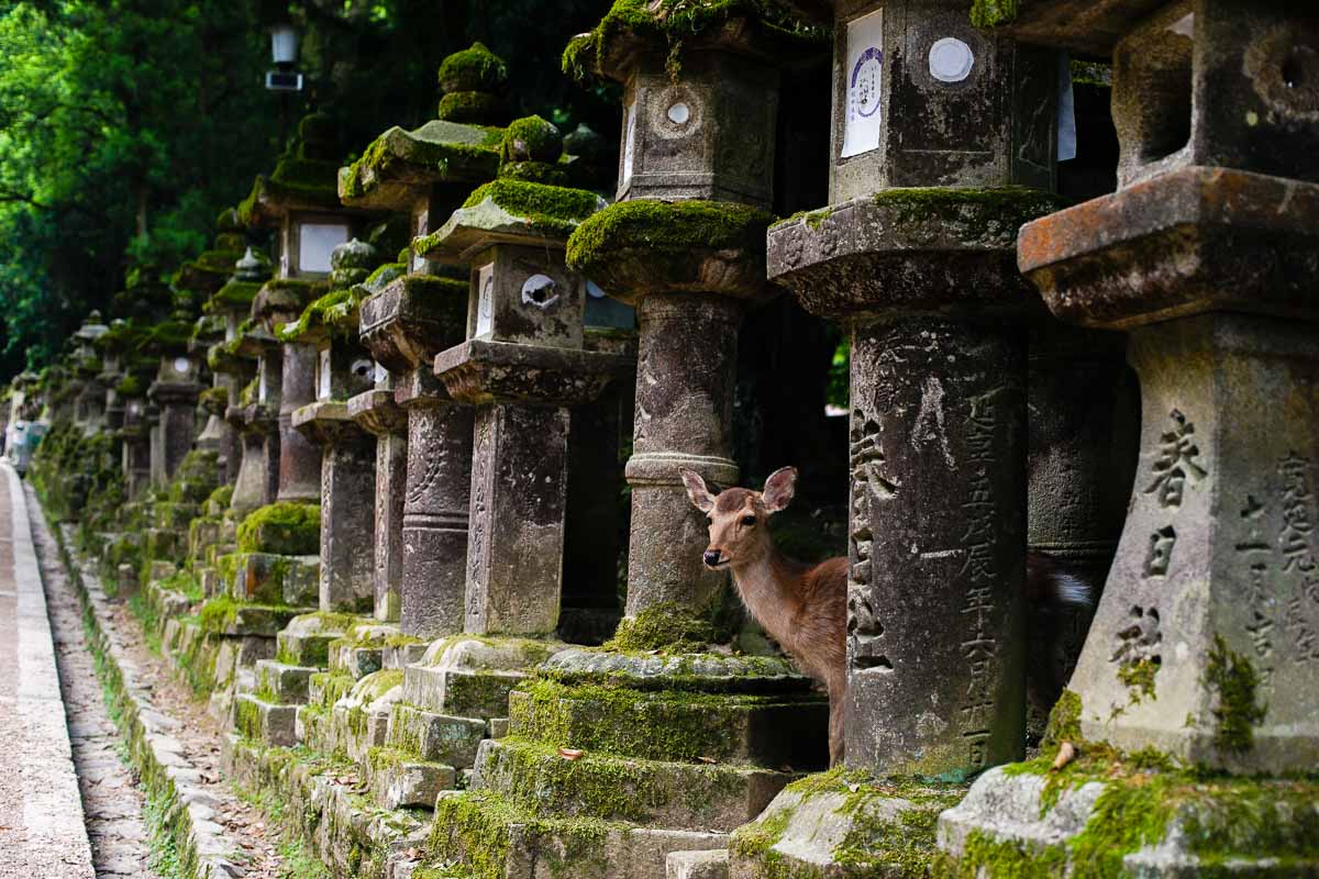 Kasuga Taisha - JR Pass Japan Budget Guide (Tokyo to Osaka)