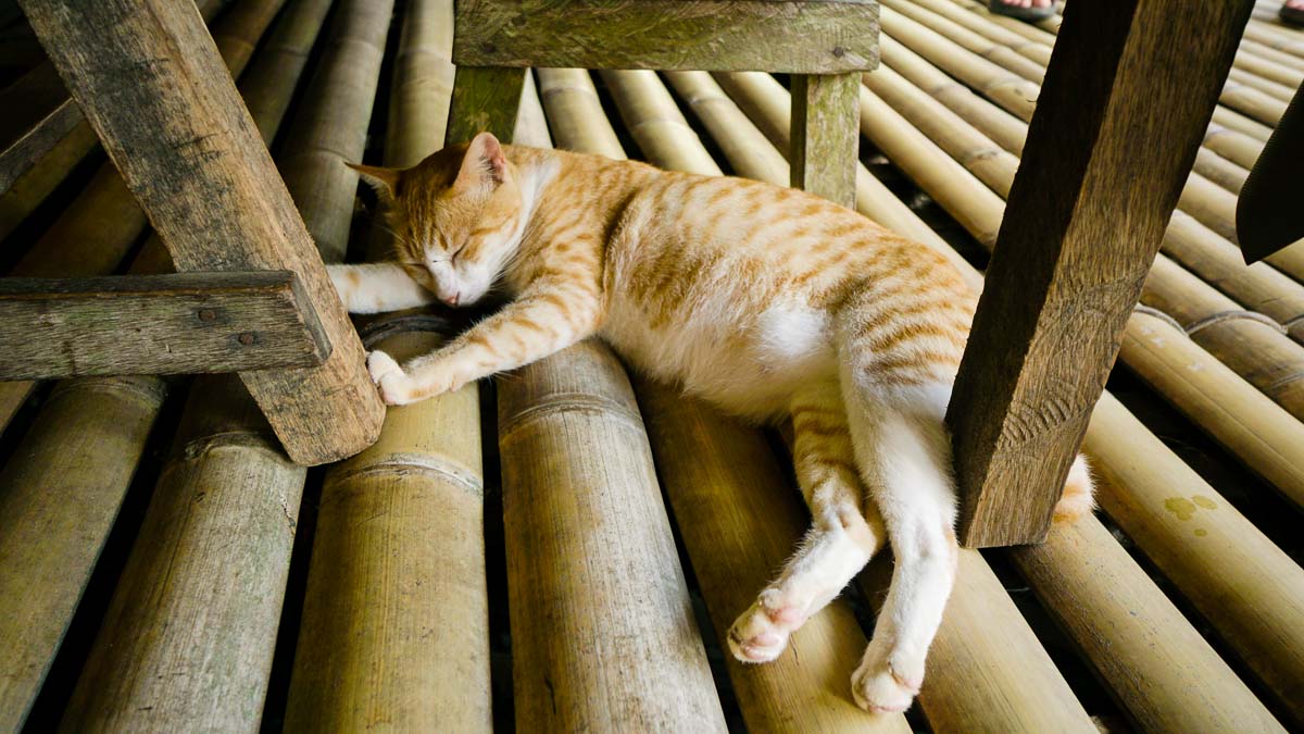 Lazy cat at Annah Rais Longhouse - Kuching Itinerary