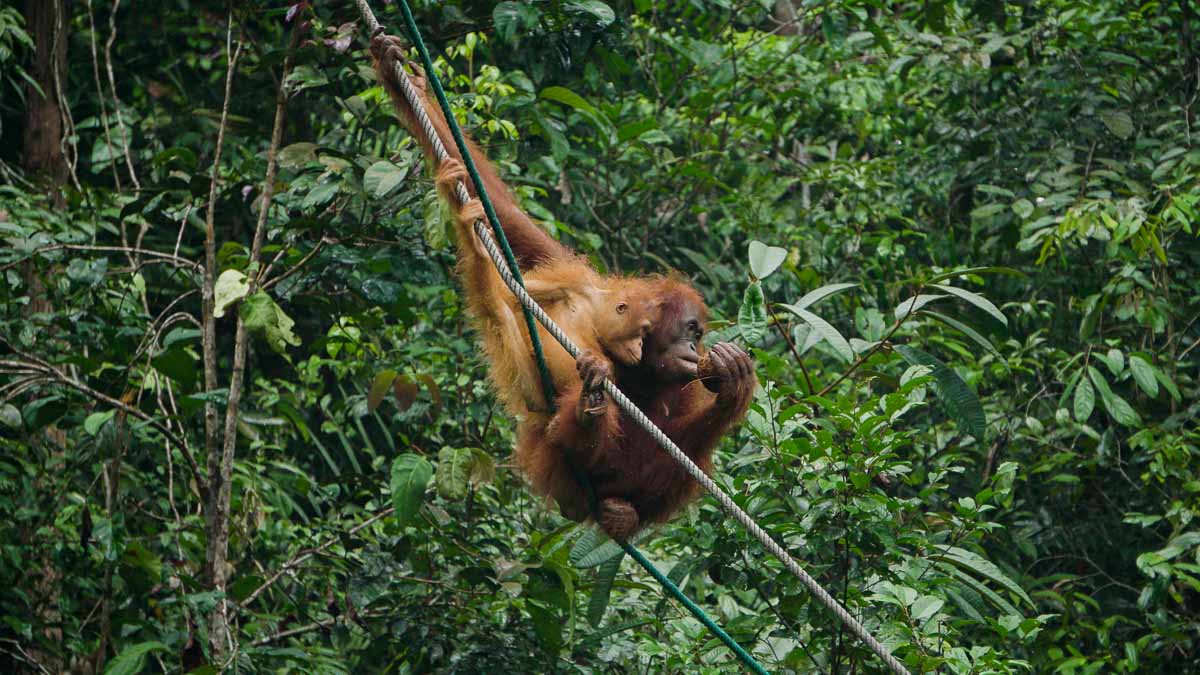 Orang utans at semenggoh - Kuching Itinerary