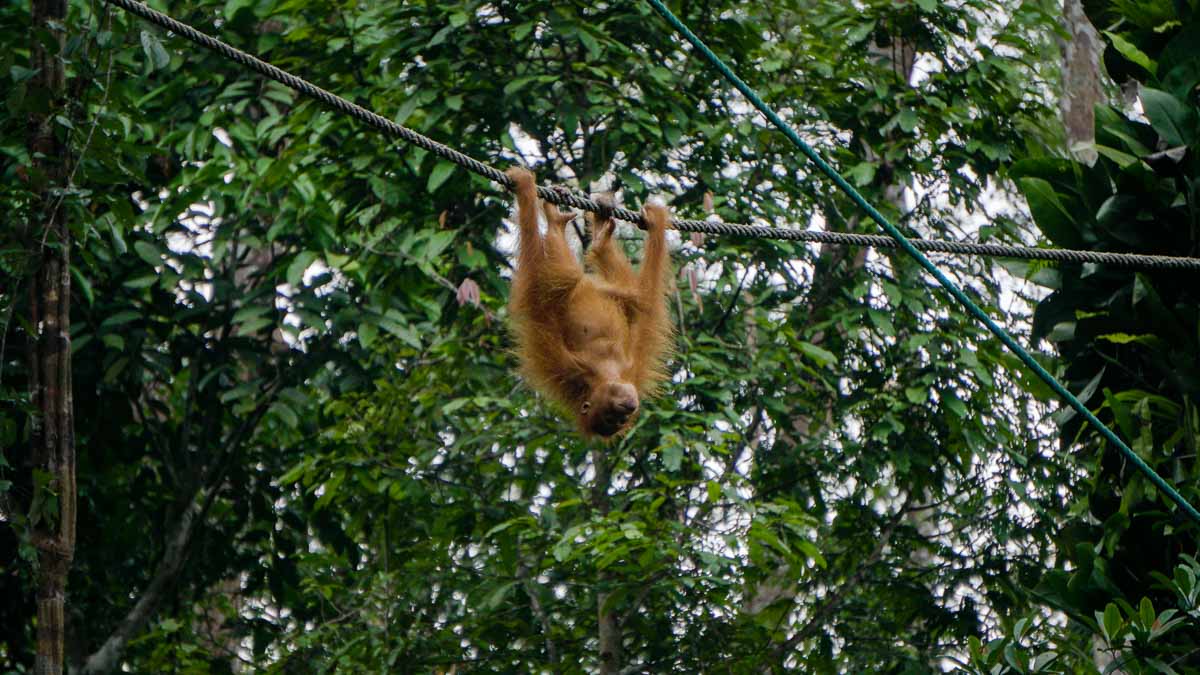 Orangutan Ruby hanging upside down - Kuching Itinerary
