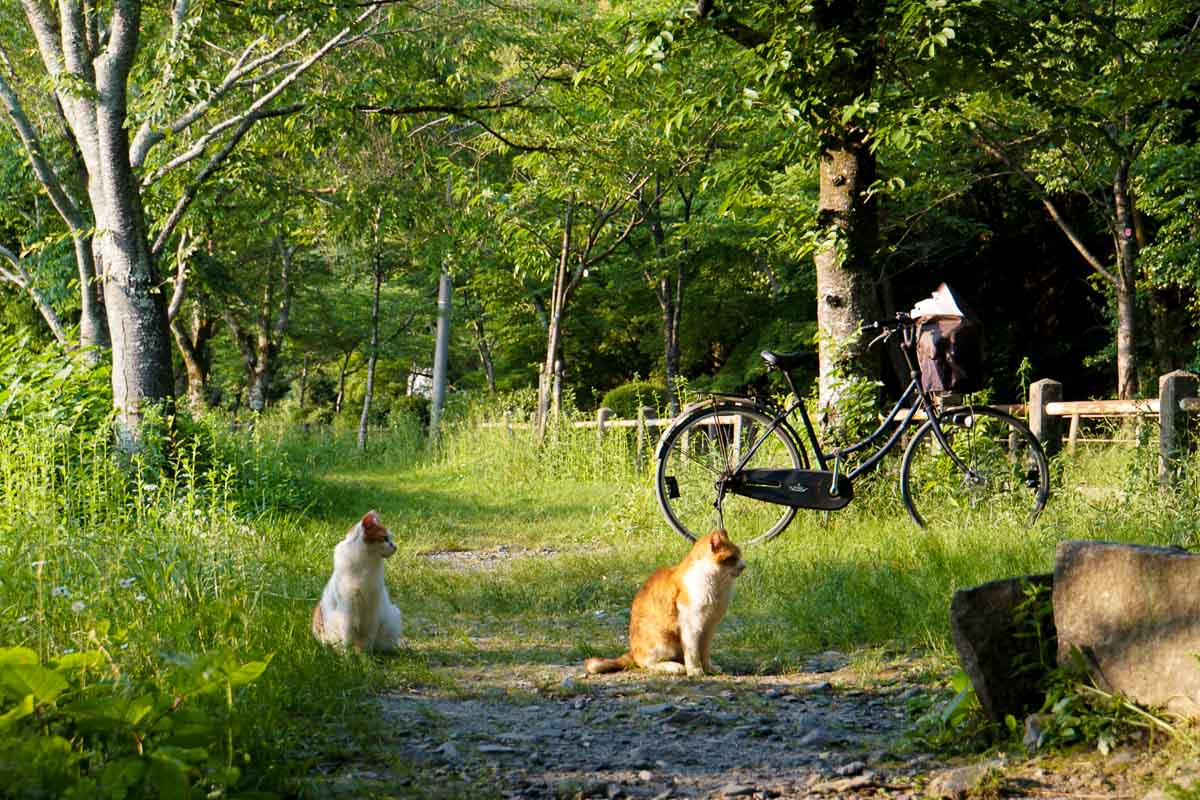 Philosophers path Kyoto - JR Pass Japan Budget Guide (Tokyo to Osaka)