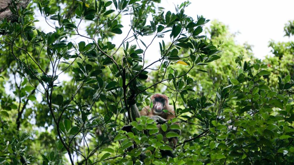 Proboscis Monkey at treetop of Bako - Kuching Itinerary