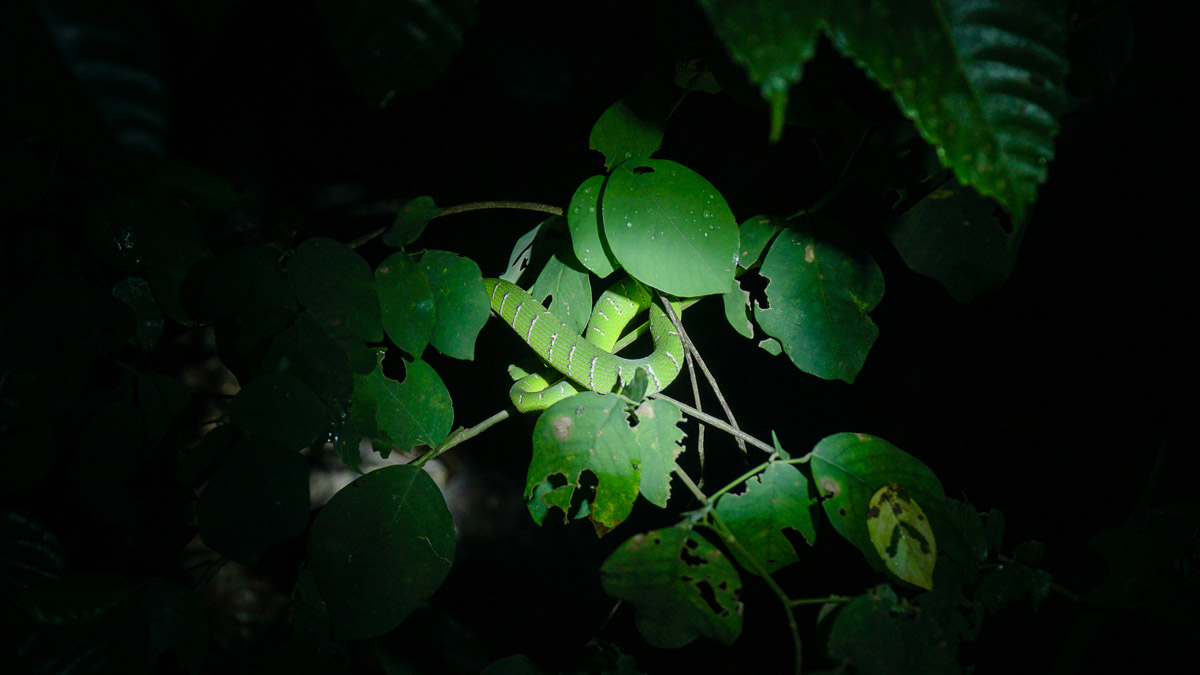 Snake on tree Bako Night Trail - Kuching Itinerary