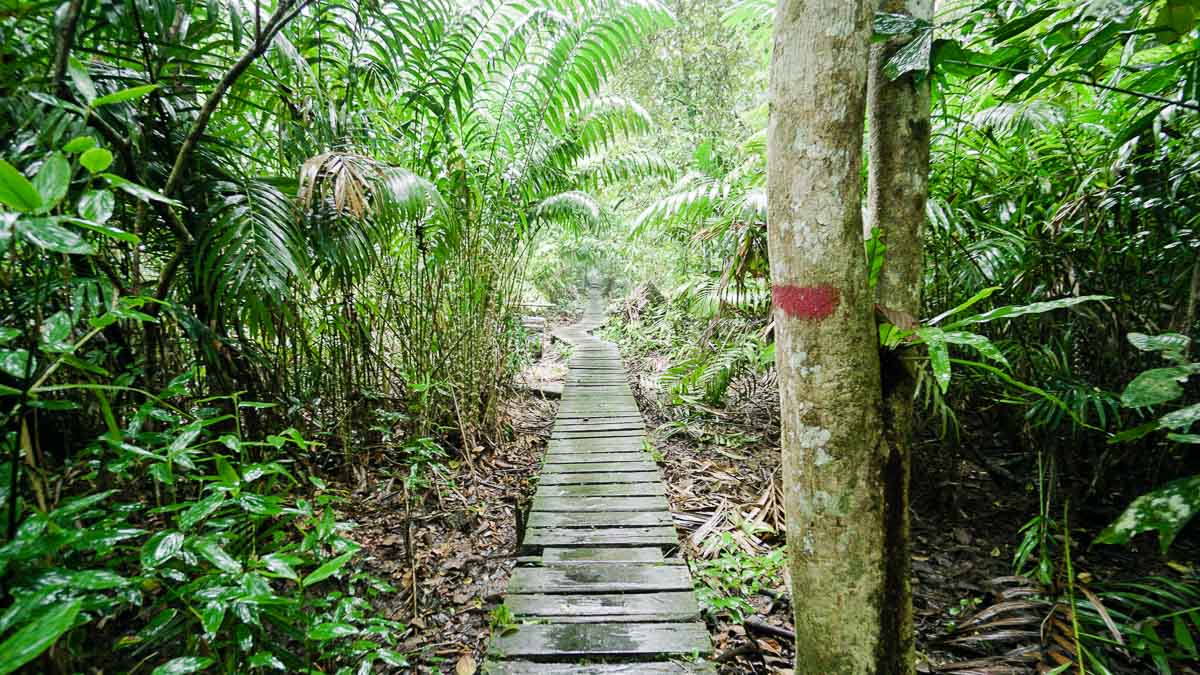 Trail at Bako National Park - Kuching Itinerary