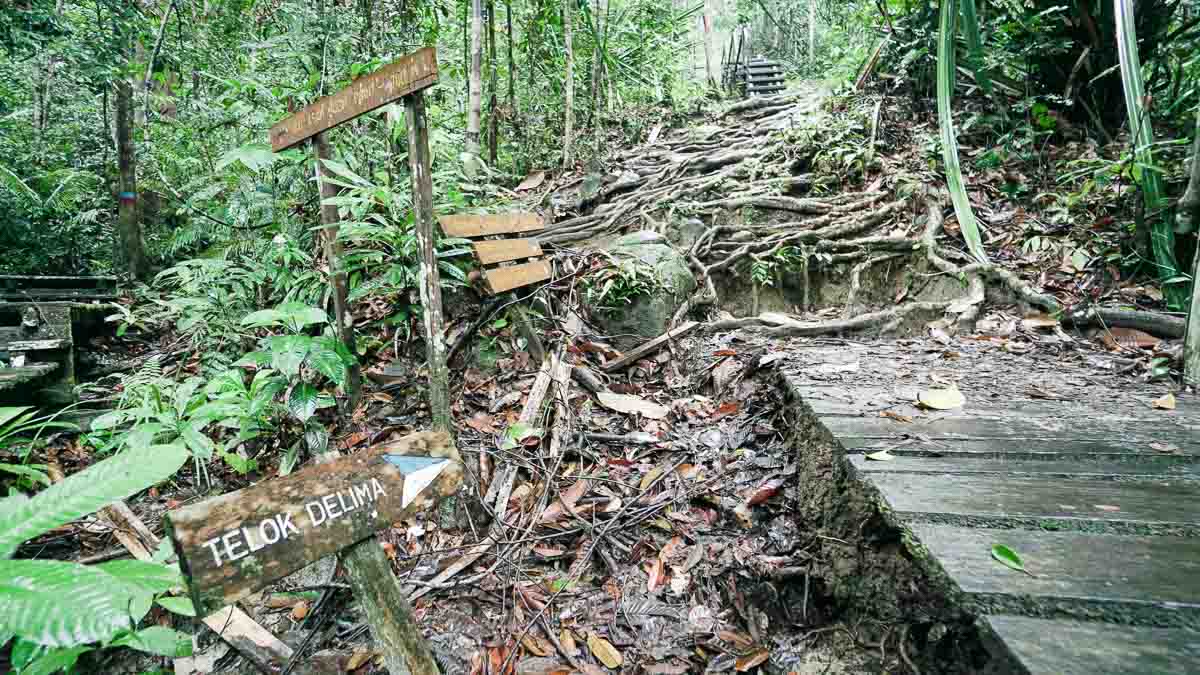 Trail at bako - Kuching Itinerary