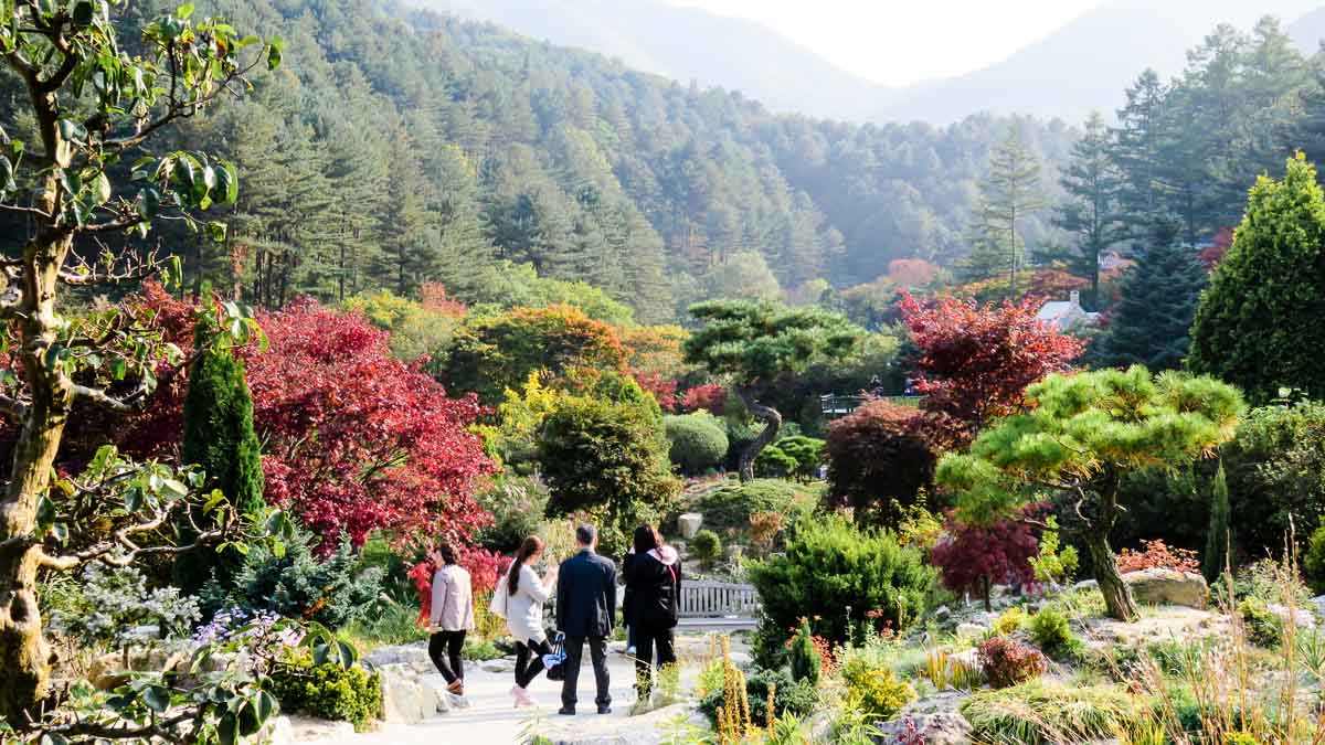 Autumn Colours at Garden of Morning Calm - Nami Island