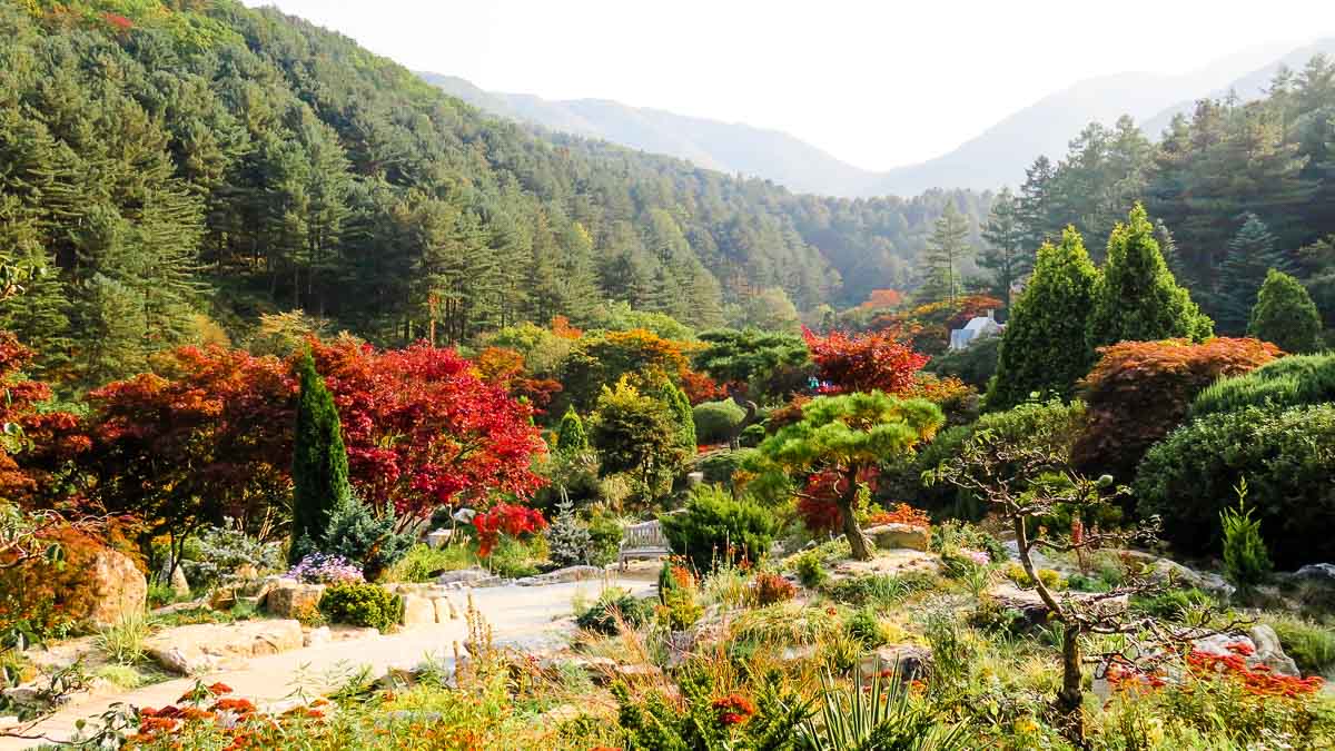 Garden of Morning Calm Autumn Colours - Nami Island