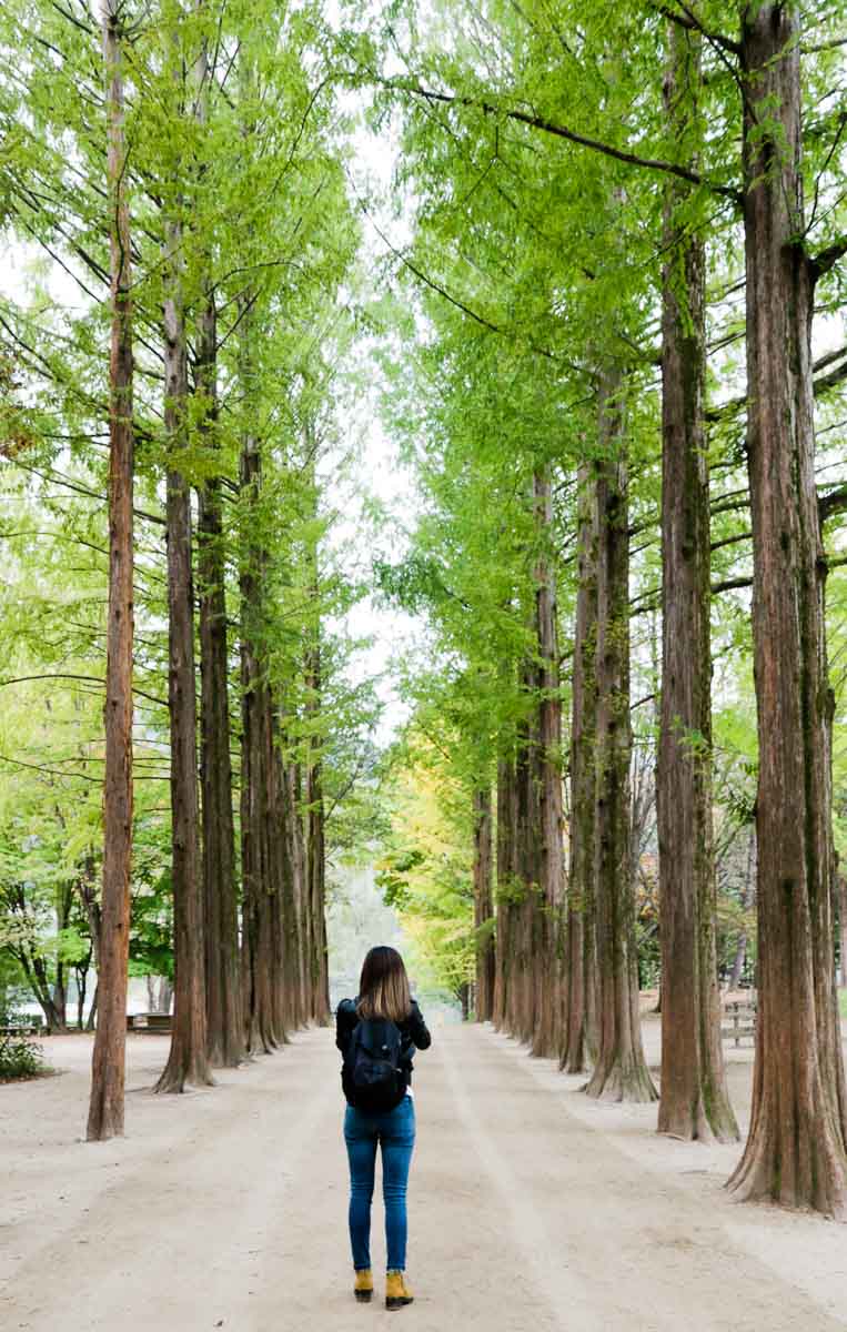 Metasequoia Trees in Nami Island - Nami Island