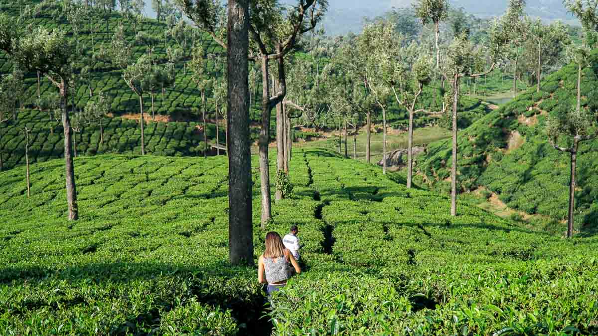 Munnar Kerala - beautiful cities in India