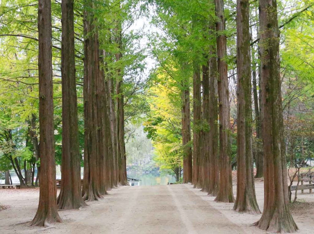 Nami Island tree avenue - Korea Itinerary Korail Pass-5