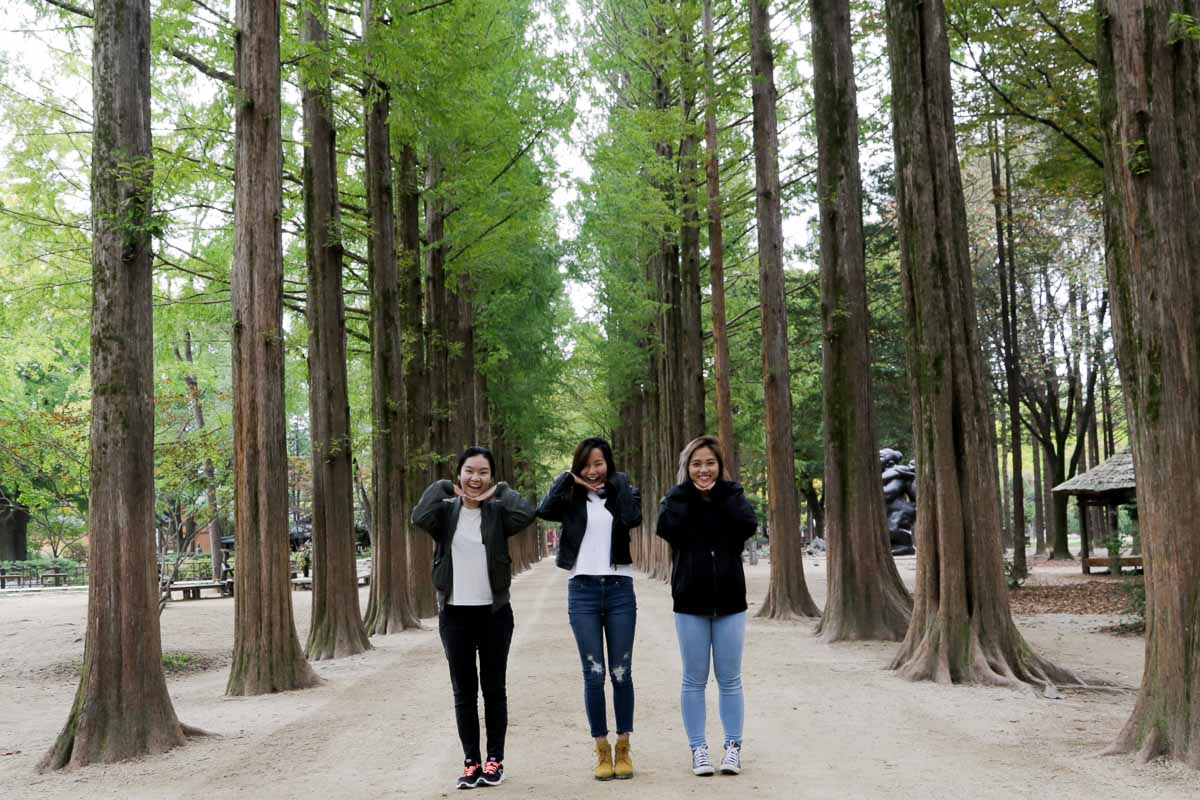 Nami island tree avenue - Korea Itinerary Korail Pass