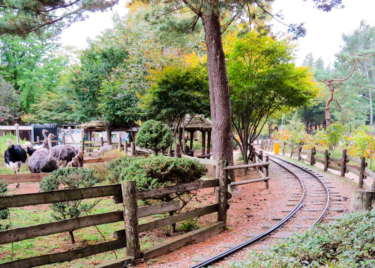 Ostriches at Nami - Nami Island