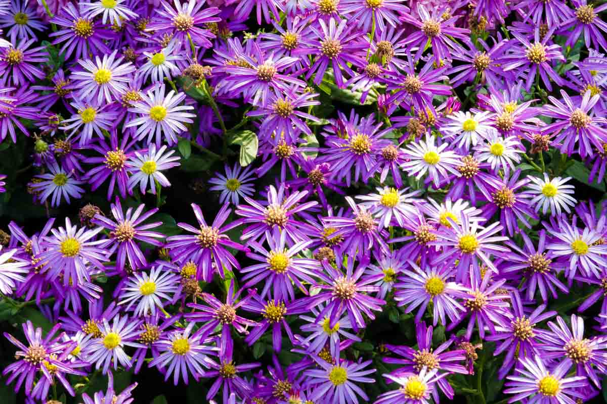 Purple Chrysanthemum Garden of Morning Calm - Nami Island