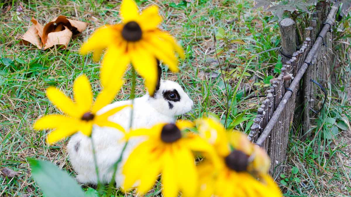 Rabbit - Nami Island