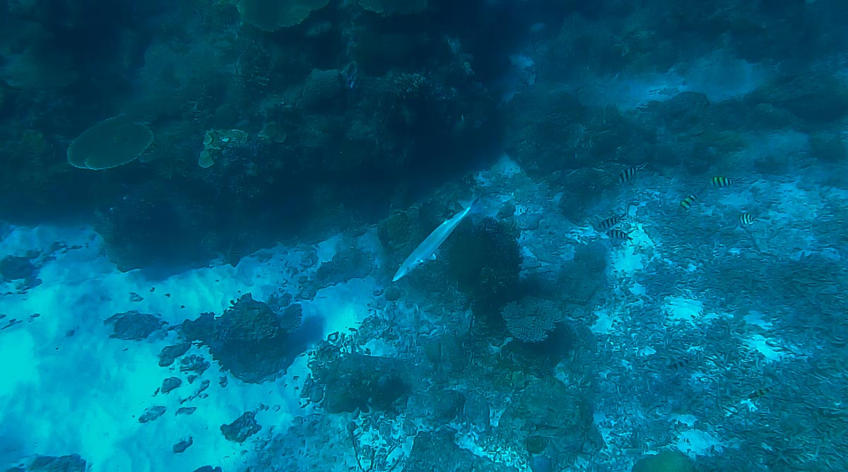 Snorkeling Lang Tengah feat Shark