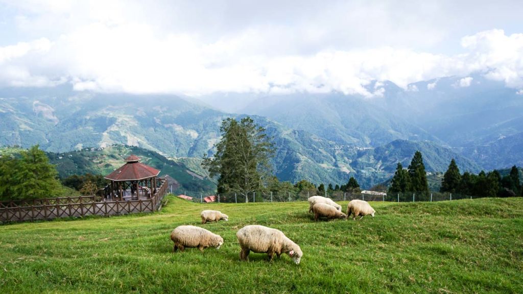 Cingjing farm sheeps - THSR Taiwan Itinerary