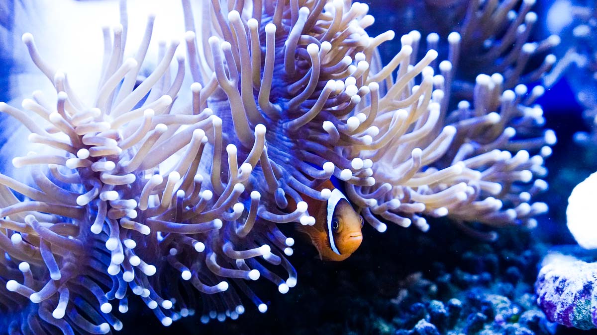 Clown fish in Sea anenome in aquarium pingtung - THSR Taiwan Itinerary