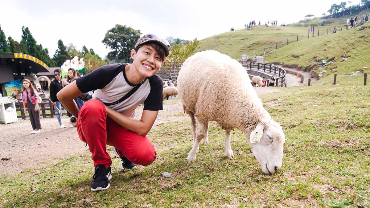 Hendric with sheep in cingjing - THSR Taiwan Itinerary