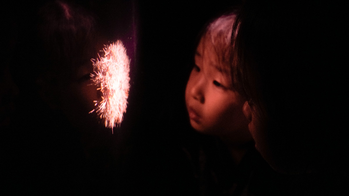 Little girl looking at jellyfish in aquarium Pingtung - THSR Taiwan Itinerary