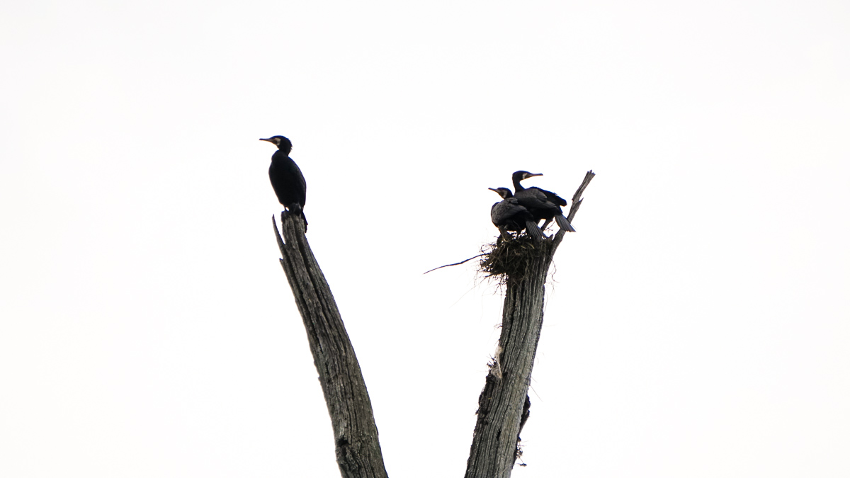 Birds at periyar national park - Kerala Itinerary