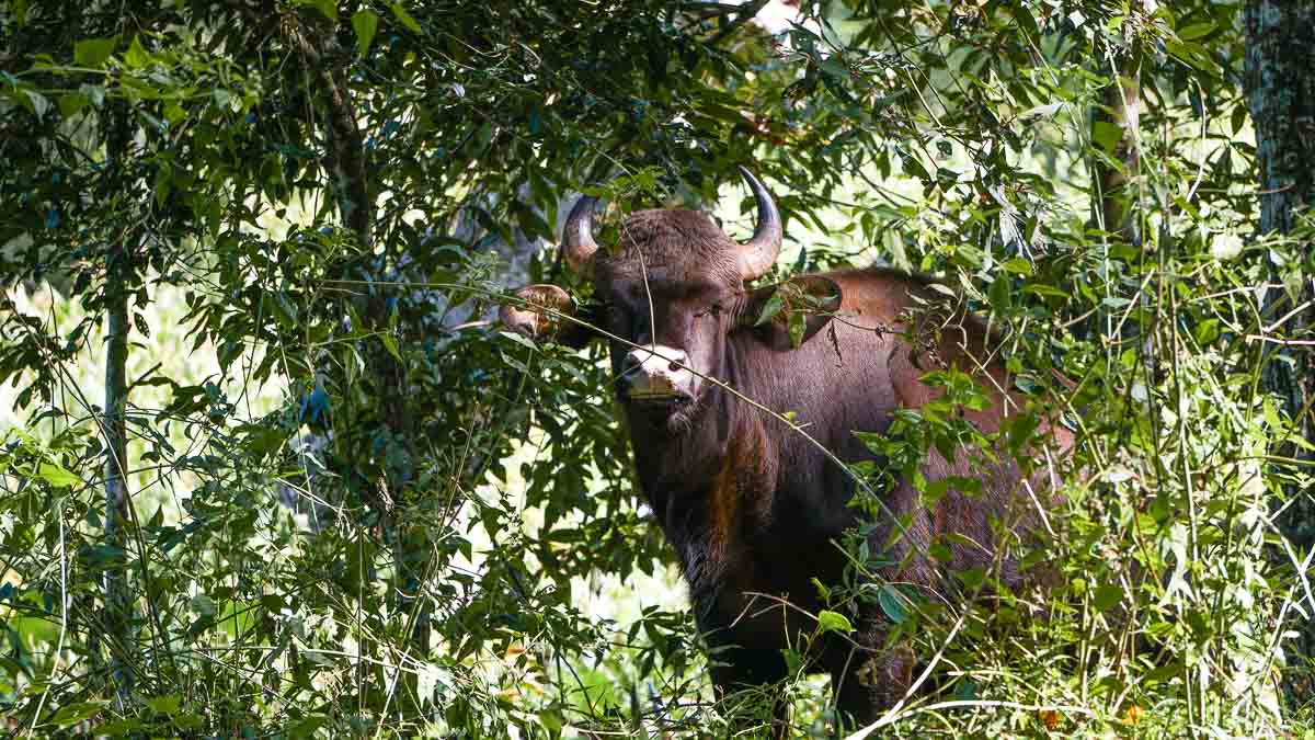 Bison periyar national park - Kerala Itinerary
