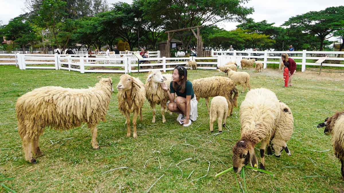 Farm Chokchai Sheep - Khao Yai Itinerary