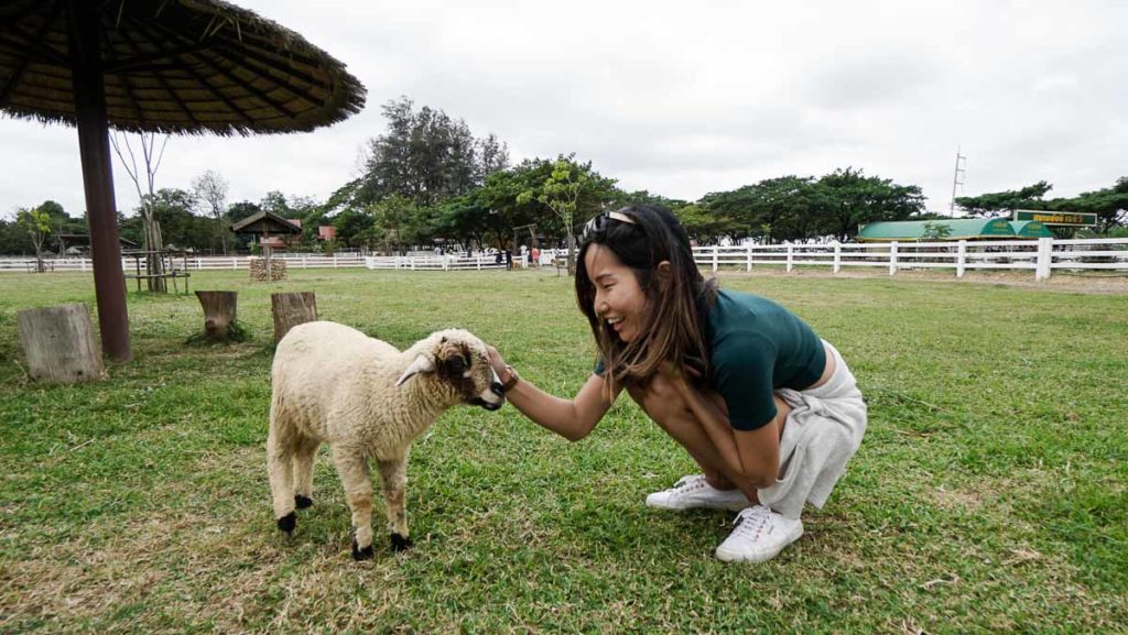 Farm Chokchai lamb - Khao Yai Itinerary