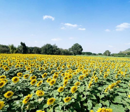 Sunflower field - Khao Yai Itinerary