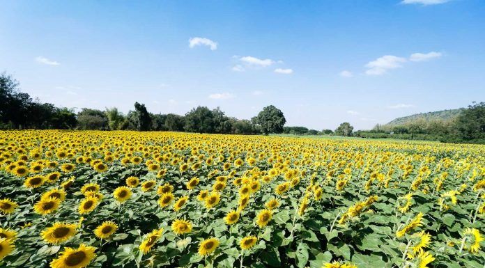 Sunflower field - Khao Yai Itinerary
