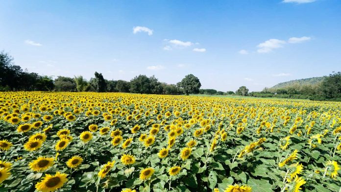 Sunflower field - Khao Yai Itinerary