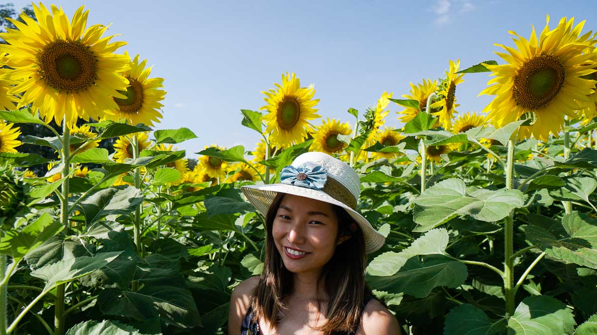 Jim Thompson Sunflowers - Khao Yai Itinerary