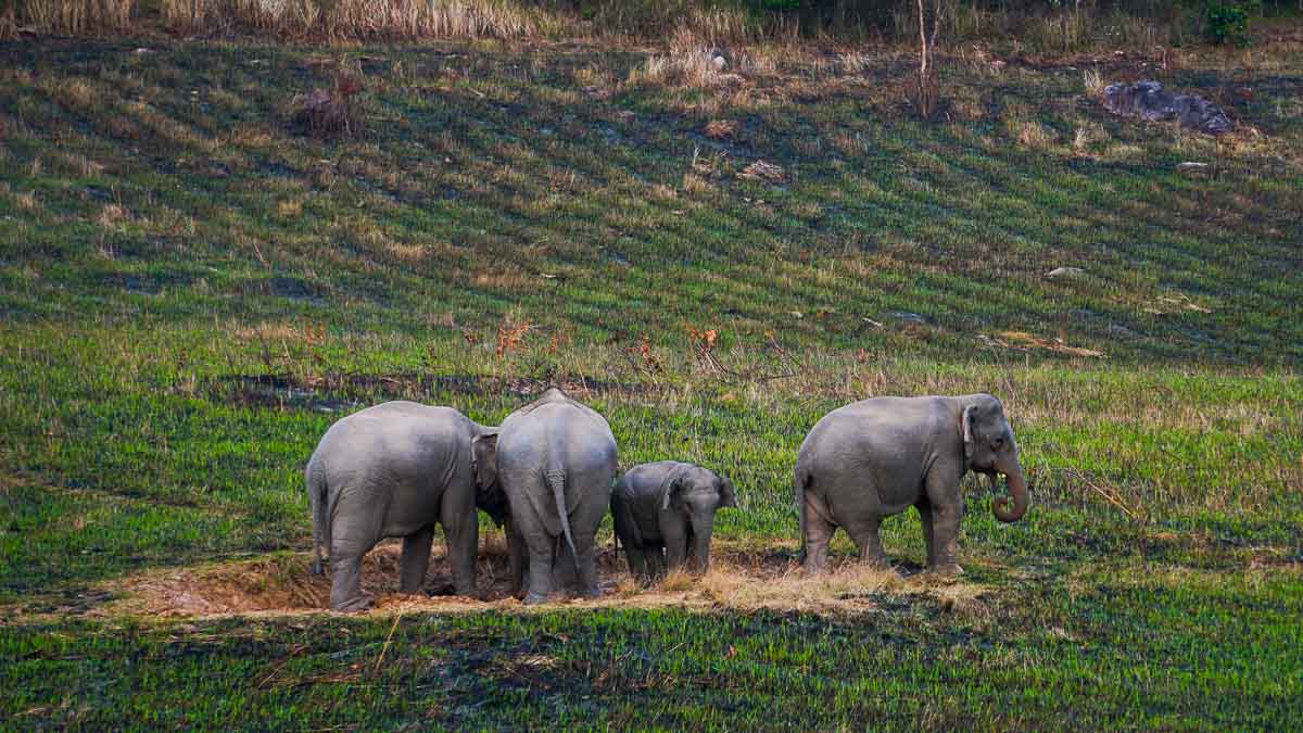 Elephants in Khao Yai National Park - Khao Yai Itinerary