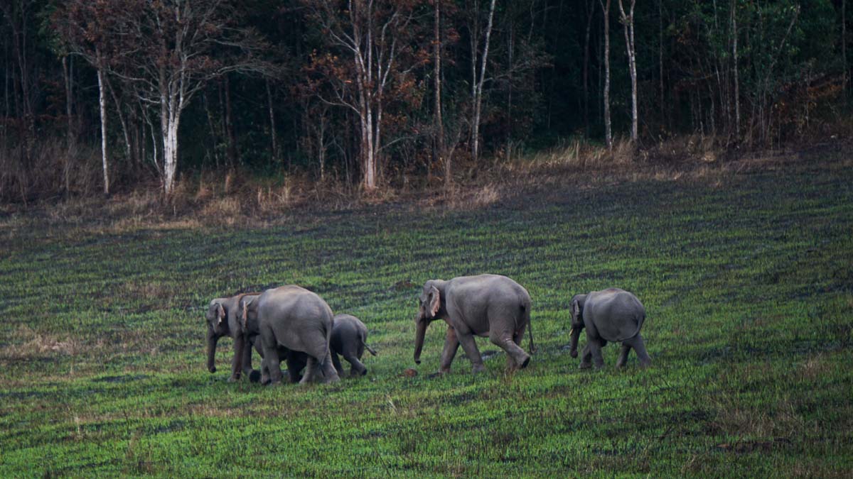 Khao Yai National Park Elephants - Things to do in Khao Yai 