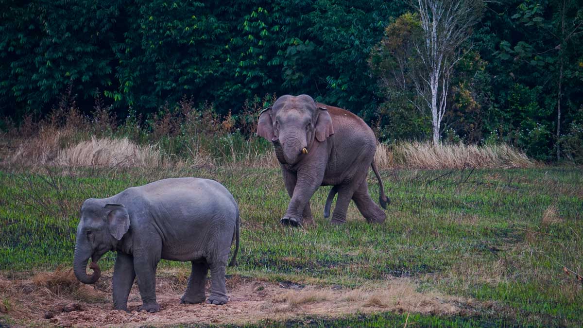Khao Yai National Park Elephants - Things to do in Khao Yai 
