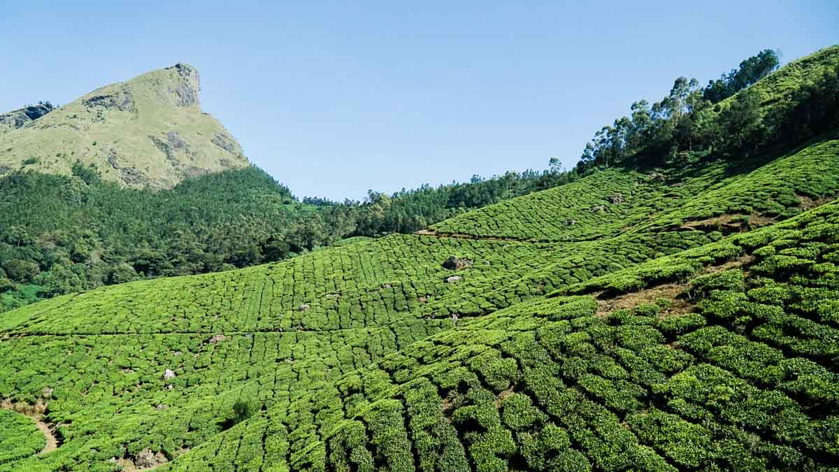 Kolukkumalai Tea Estate - Kerala bucket list