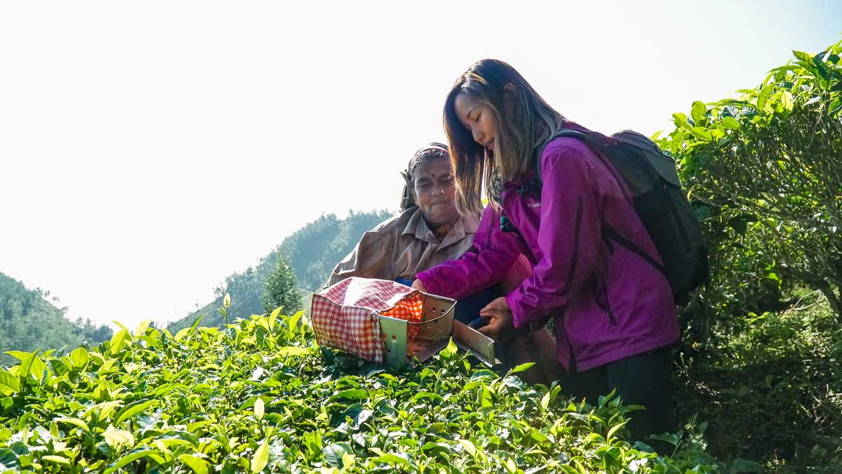 Kolukkumalai Tea lady - Kerala bucket list