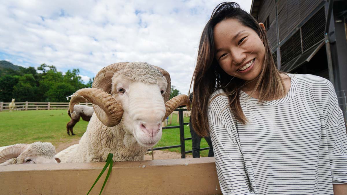 Merino Sheep at Primo Piazza - Khao Yai Itinerary
